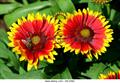 blanket flower